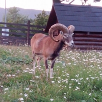 Východná alej